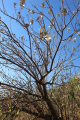 Ipomoea murucoides