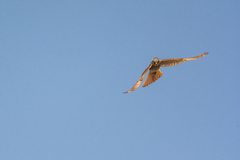 Falco sparverius