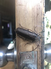 Enneaphyllus aeneipennis