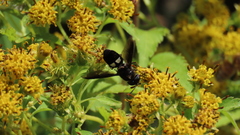 Hoplitimyia subalba