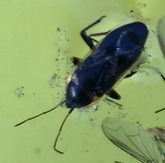 Xanthochilus saturnius