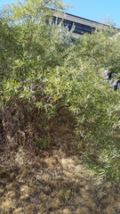 Elaeagnaceae