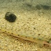 Sand Darters - Photo (c) alandextrase, some rights reserved (CC BY-NC), uploaded by alandextrase