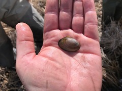 Anodonta nuttalliana