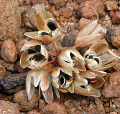 Allium obtusum obtusum