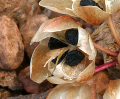 Allium obtusum obtusum