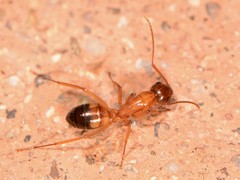 Camponotus sansabeanus