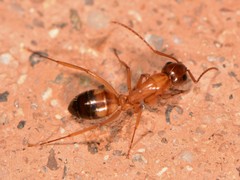 Camponotus sansabeanus