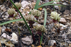 Allium obtusum obtusum