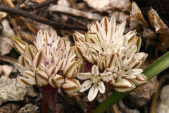 Allium obtusum obtusum