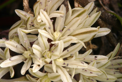 Allium obtusum obtusum