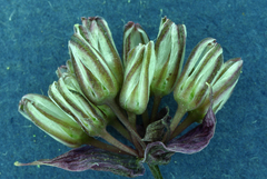 Allium obtusum obtusum