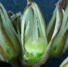 Allium obtusum obtusum