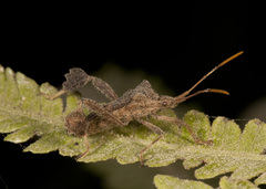 Leptoglossus brevirostris