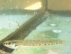 Ammocrypta pellucida