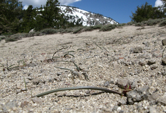 Allium obtusum obtusum
