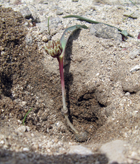Allium obtusum obtusum