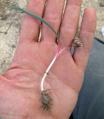 Allium obtusum obtusum