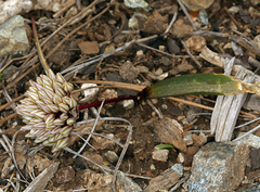 Allium obtusum obtusum