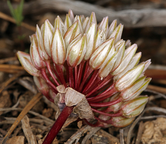 Allium obtusum obtusum