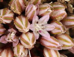 Allium obtusum obtusum