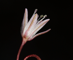 Allium obtusum obtusum