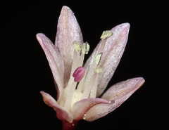 Allium obtusum obtusum