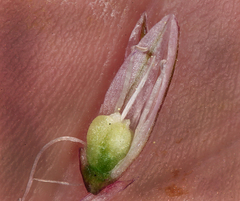 Allium obtusum obtusum