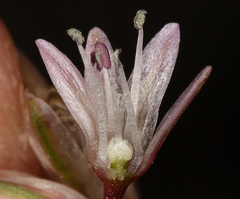 Allium obtusum obtusum