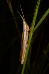 Paropomala pallida