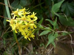 Solidago decurrens