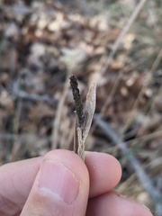 Atkinsonella texensis