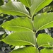 Atractocarpus stipularis - Photo (c) clawrenc,  זכויות יוצרים חלקיות (CC BY-NC)