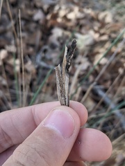 Atkinsonella texensis