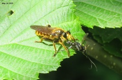 Laphriini