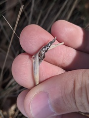 Atkinsonella texensis