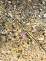 Centaurea paniculata