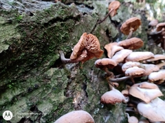 Armillaria mexicana