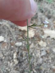 Lepidium graminifolium