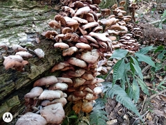 Armillaria mexicana