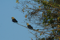 Coracias cyanogaster