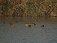 Marmaronetta angustirostris