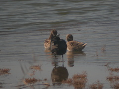 Marmaronetta angustirostris