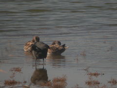 Marmaronetta angustirostris