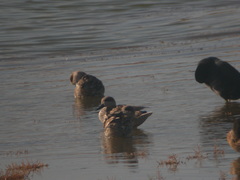 Marmaronetta angustirostris