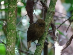 Schiffornis veraepacis