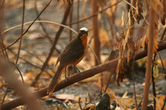 Cossypha albicapillus