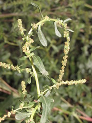 Atriplex tatarica