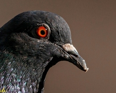 Columba livia domestica