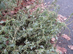 Atriplex tatarica